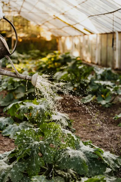 Teroova Agriculture