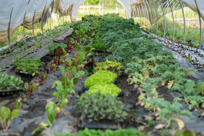 Teroova Agriculture
