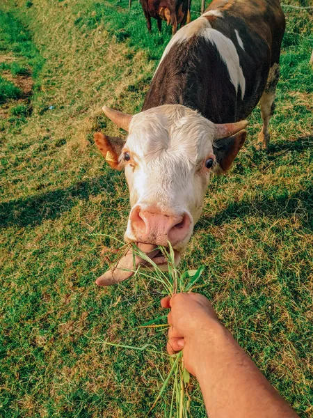 Teroova Agriculture